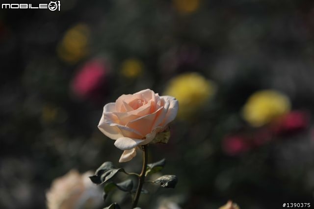 2011/1/27更新日間實拍「開箱」Sigma APO 70-200mm F2.8 EX DG "OS" HSM