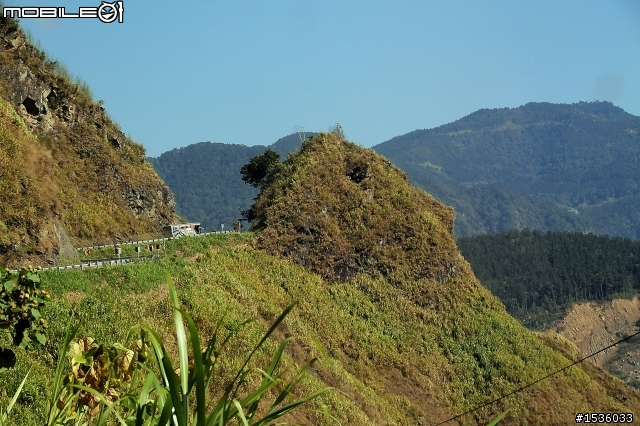 123開著Luxgen SUV到阿里山，阿里山，山上有神木，山下有便當。