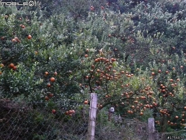 【圖文分享】風雨無阻獨跑遨遊苗栗卓蘭鯉魚潭