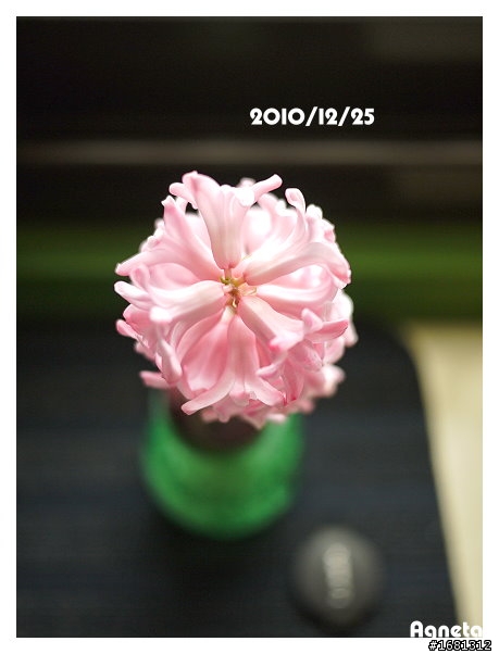 球根們開花了~(鬱金香、風信子、葡萄風信子)