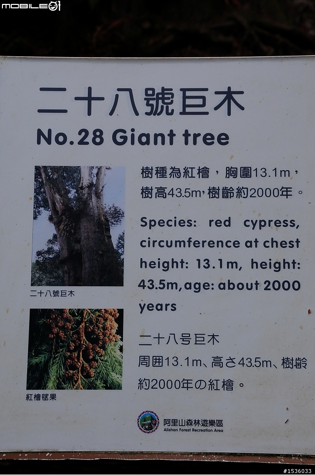 123開著Luxgen SUV到阿里山，阿里山，山上有神木，山下有便當。