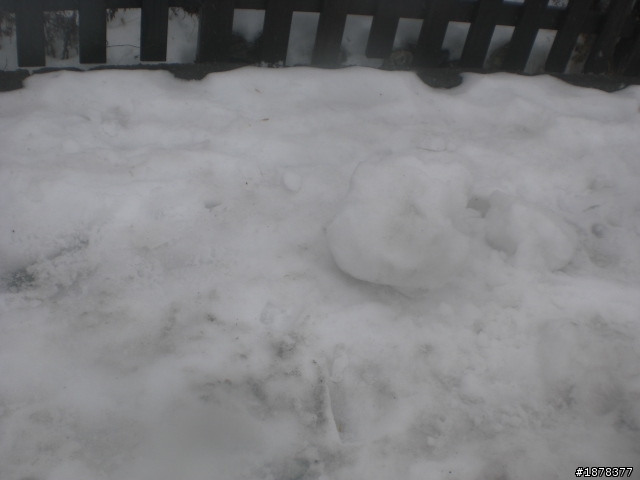 1/21 終於衝上去合歡山 武嶺了   都是雪