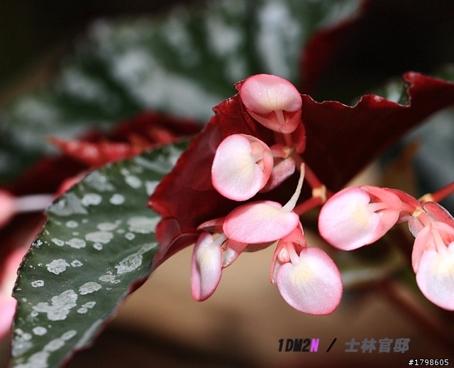 {分享}士林官邸