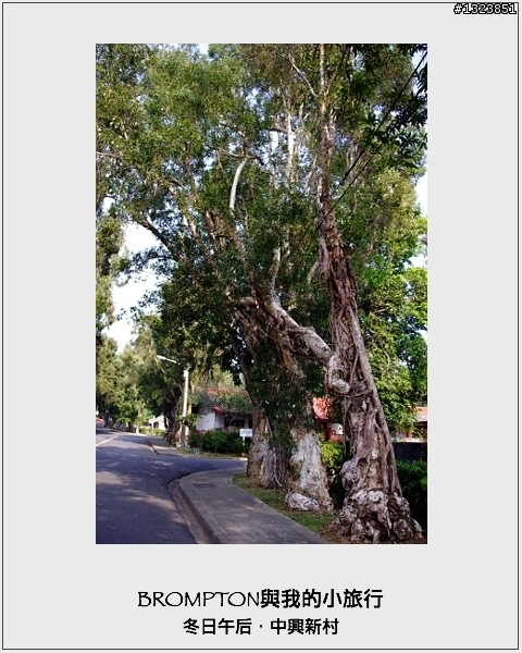 <BROMPTON與我的小旅行>冬日午后．中興新村