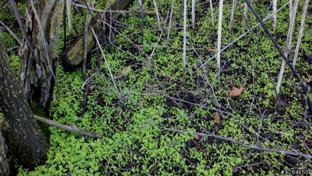 冬雨小歇, 再訪我的秘密通道