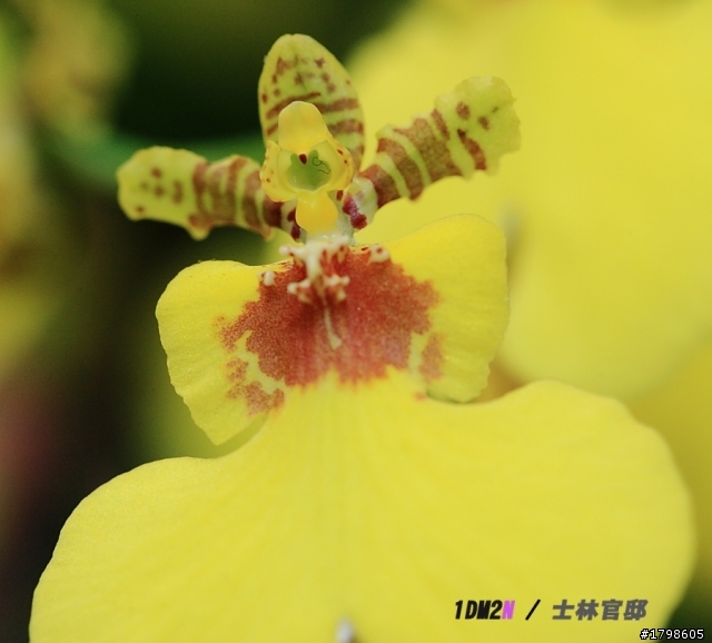 {分享}士林官邸