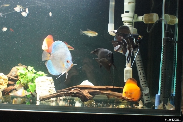送兩隻神仙魚...