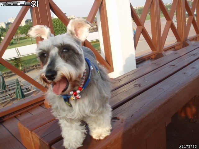 【協尋】愛犬 雪納瑞 羅東鎮民生路(中山公園附近)