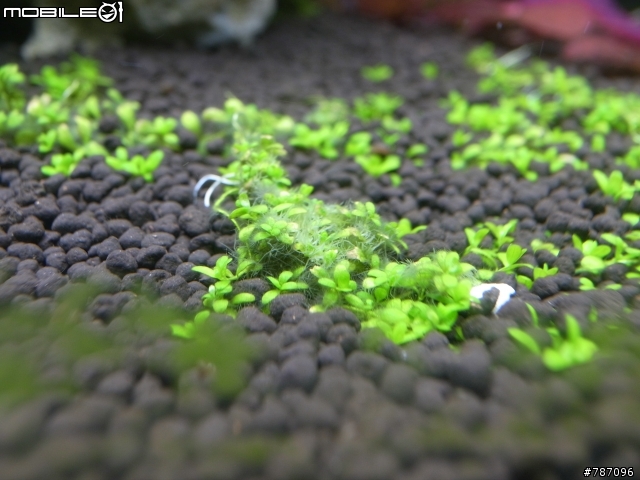 [水族疑問-附圖]請問這是什麼藻？如何根治呢~