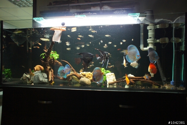 送兩隻神仙魚...