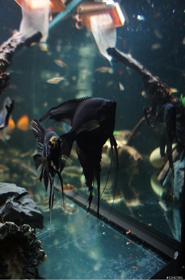 送兩隻神仙魚...