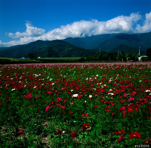 2011花東慢活底片行