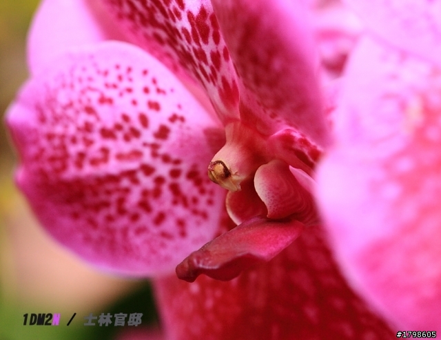 {分享}士林官邸