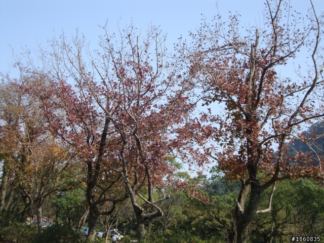 石門水庫賞楓行