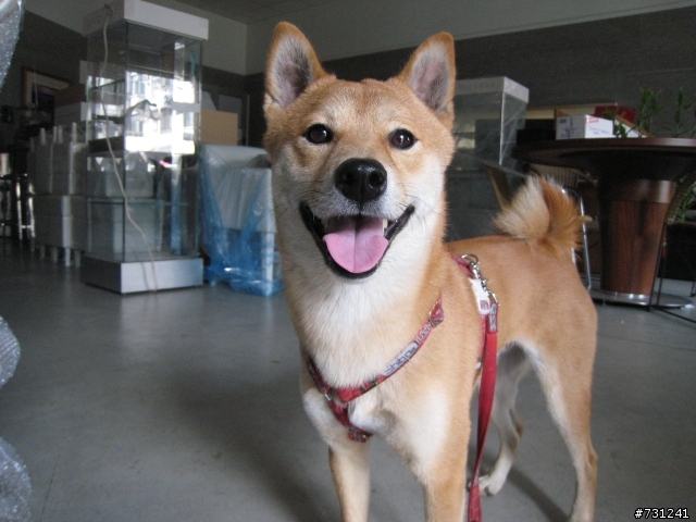 [高雄市]柴犬-吳金旺不見了,請大家幫忙