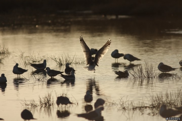 打鳥-----Canon 40D + Sigma 300/f2.8 + Canon 2x Exdender