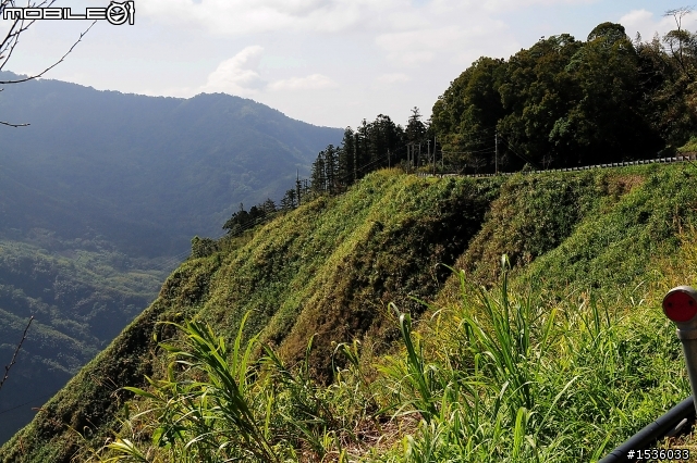 123開著Luxgen SUV到阿里山，阿里山，山上有神木，山下有便當。