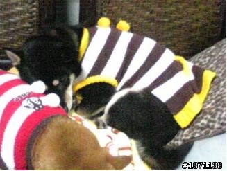 請大家幫幫忙..協尋 1/10 走失黑色柴犬..板橋文化路2段475巷長江路3段附近