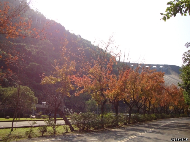 石門水庫賞楓行