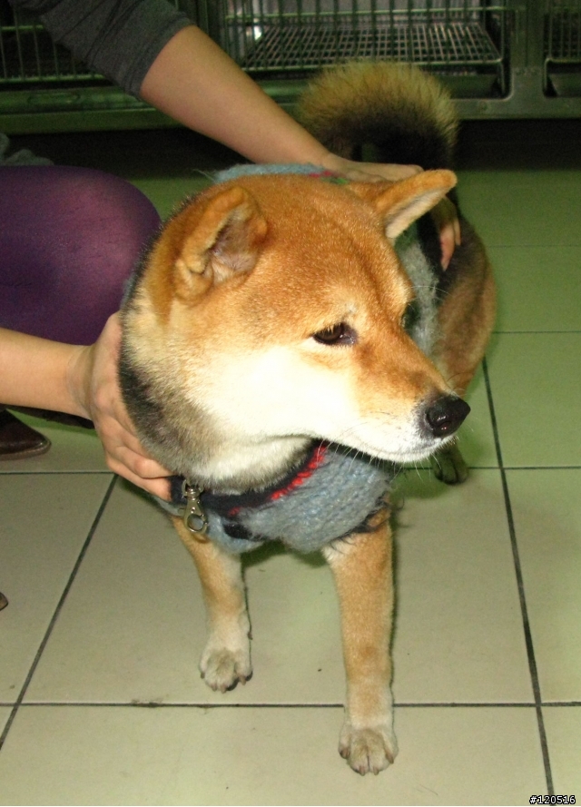 有人的柴犬走失了嗎？