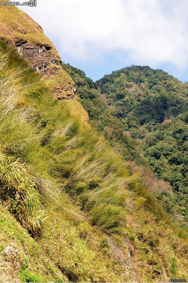 123開著Luxgen SUV到阿里山，阿里山，山上有神木，山下有便當。