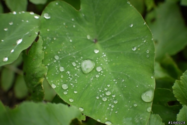 1/22 新手入手GF1