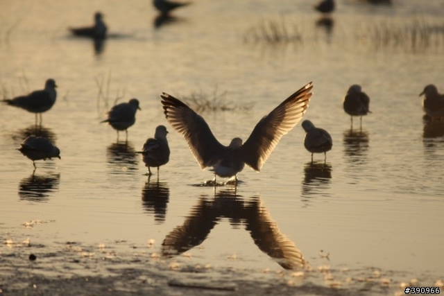 打鳥-----Canon 40D + Sigma 300/f2.8 + Canon 2x Exdender