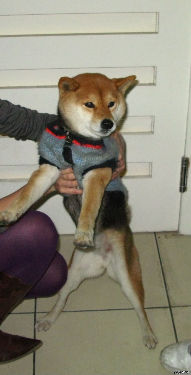 有人的柴犬走失了嗎？
