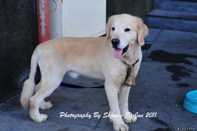 (已領養，但當天使去了！)有人想養黃金獵犬嗎？聰明小胖找家