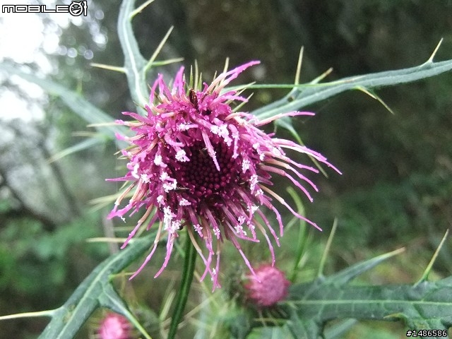 玉山暴走