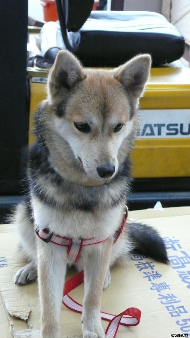 大家好!請大A幫忙協尋失蹤的愛犬