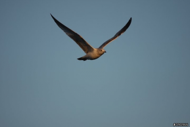 打鳥-----Canon 40D + Sigma 300/f2.8 + Canon 2x Exdender