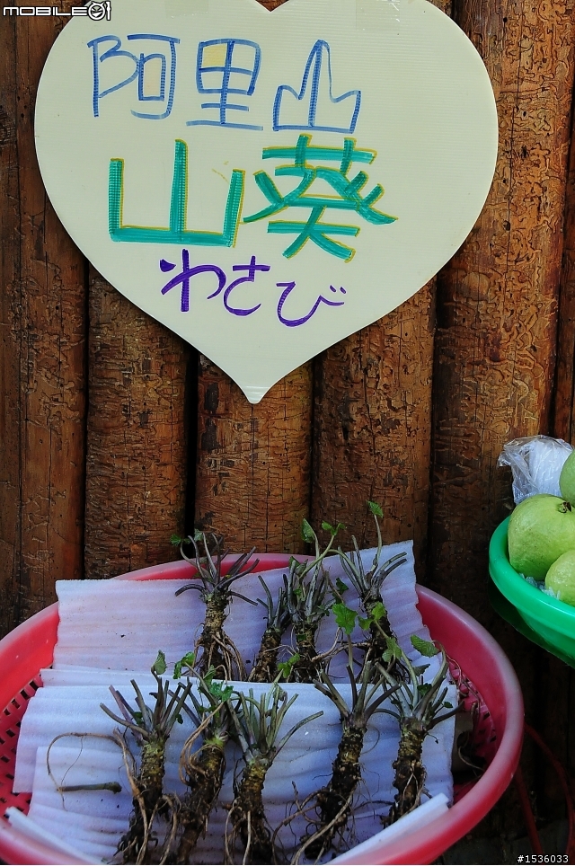 123開著Luxgen SUV到阿里山，阿里山，山上有神木，山下有便當。