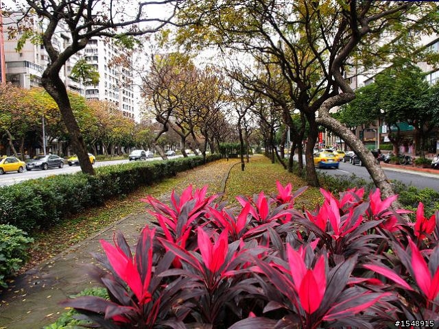 用4/3相機記錄敦化南路台灣欒樹之季節更迭(2011.3.30終篇)