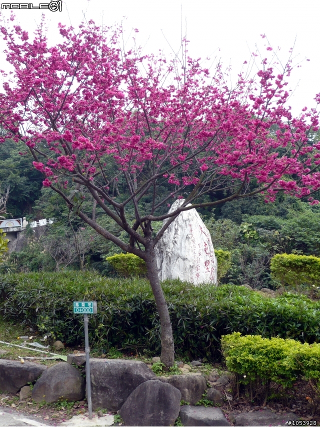 北投粉嫩賞櫻路線--復興三路櫻木花道