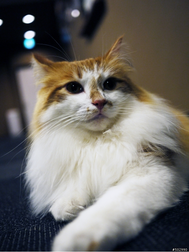 【GF2東京新宿的猫カフェ，要付錢玩牠也要看牠心情。】