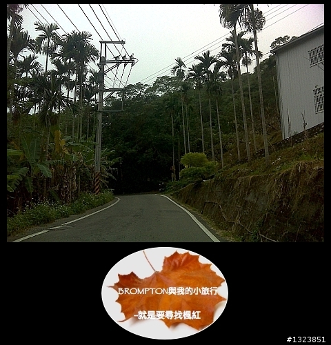 <BROMPTON與我的小旅行>就是要尋找楓紅