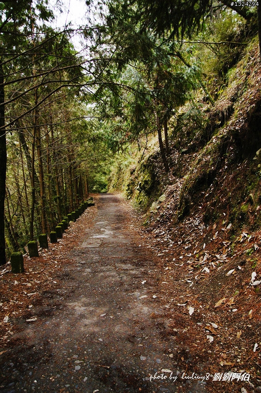迷幻黑森林 - 武陵桃山步道、櫻花起舞