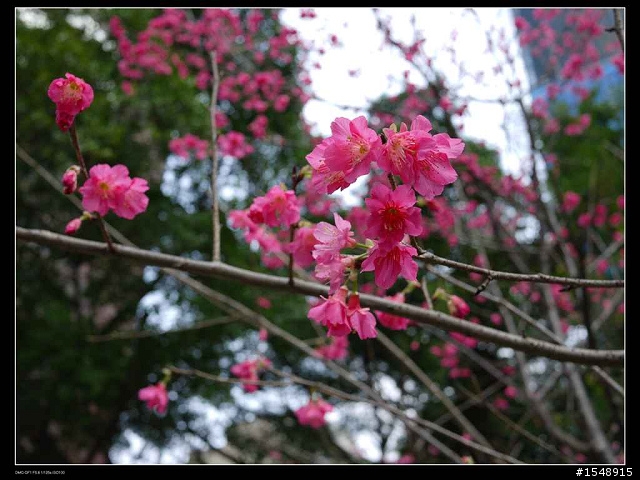G系列新春花之戀~歡迎大家一起共襄盛舉