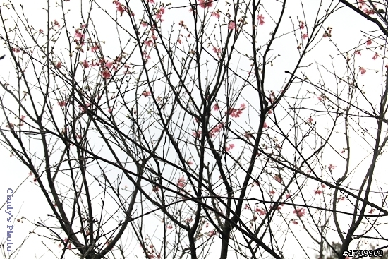 山櫻花開了