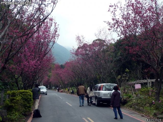 北投粉嫩賞櫻路線--復興三路櫻木花道
