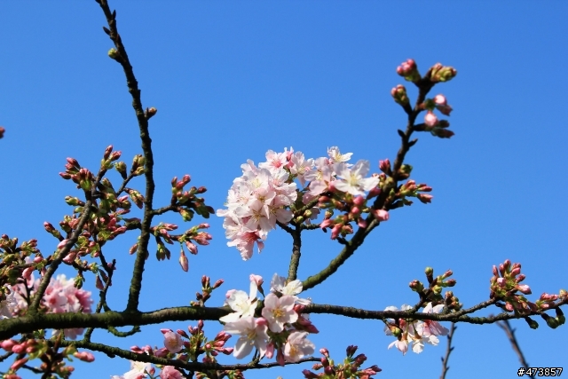 一個人的旅行-550D-Kit18-55 三芝~陽明山-賞櫻花一日遊.
