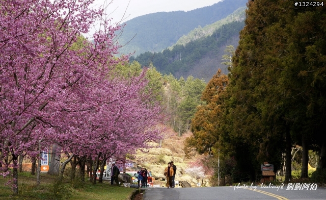 迷幻黑森林 - 武陵桃山步道、櫻花起舞