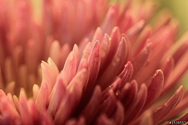 今日入手100MM f2.8L Macro IS USM