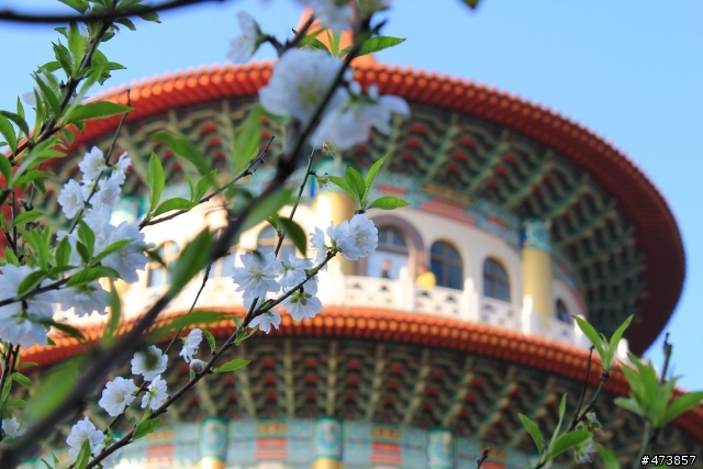 一個人的旅行-550D-Kit18-55 三芝~陽明山-賞櫻花一日遊.