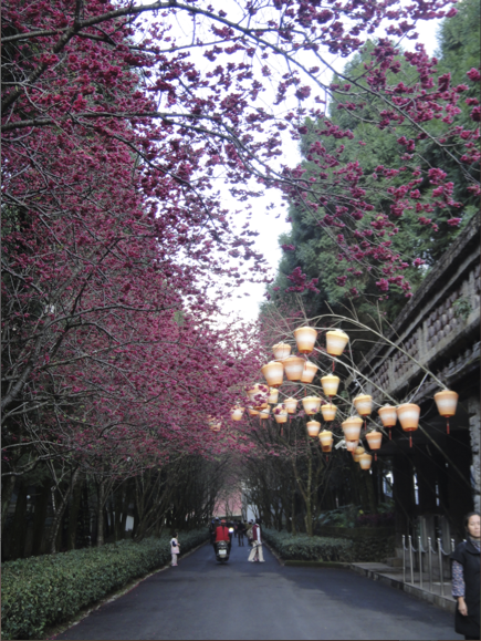 帶著TX9去九族賞櫻～～～～