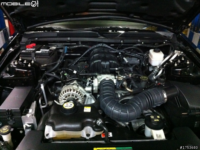 MUSTANG現身