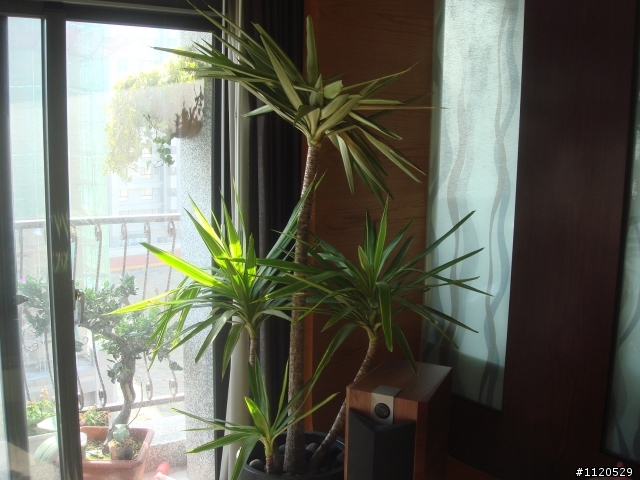 我的尤加怎麼了?