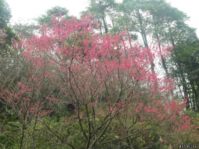 [RS Zero試乘]RS零號機〈銀時〉初次出任務---烏來櫻花巡邏〈半日遊〉