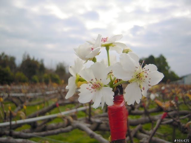 新社的花開了---櫻花、桃花、李花、梨花、鞭炮花......一堆花